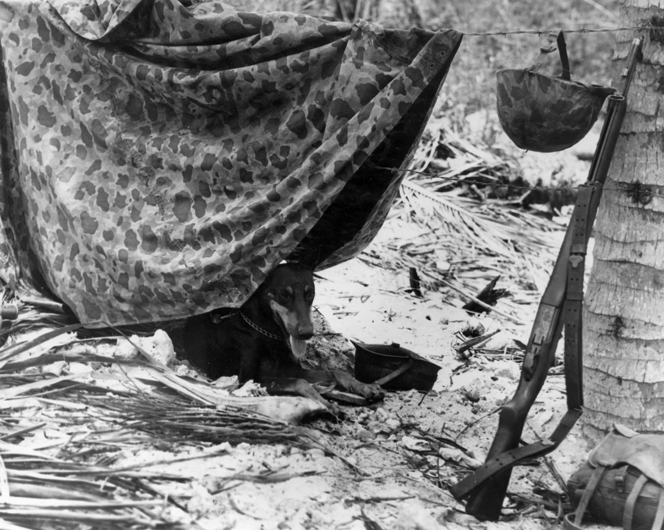 A Marine war dog resting beneath a camouflage shelter on Guam